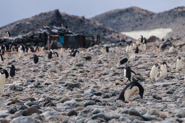 Adelie Penguins on Paulet Island