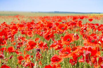 Red poppies field background