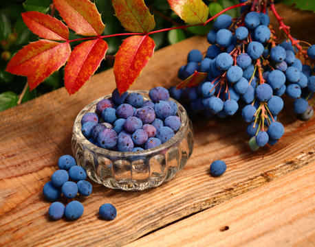 Mahonie - Mahonia   reife beeren