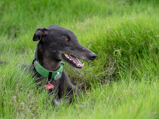 Happy black greyhound in green reeds