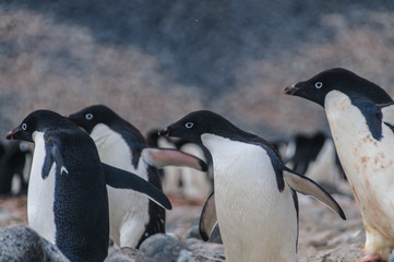 Obraz premium Adelie Penguins on Paulet Island