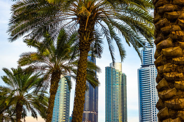 Decorative palm trees on the street of the southern city.