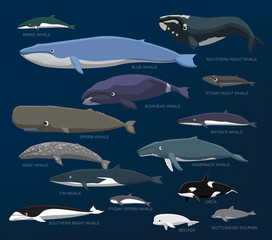 Whales Species Size Comparison Set Cartoon Vector Illustration © bullet_chained