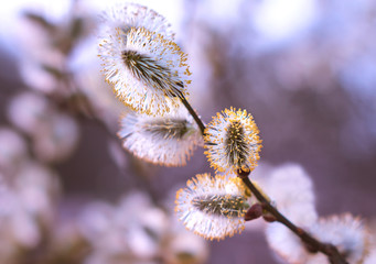 Beautiful pussy willow flowers branches. Beautiful spring flowering branches of willow. Pussy willow branches background. Amazing delicate artistic image nature in spring