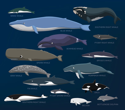 Whales Species Size Comparison Set Cartoon Vector Illustration