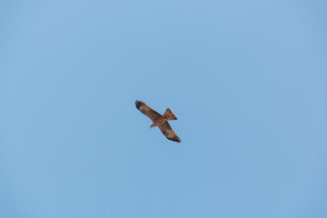 Fliegender Raubvogel Bussard