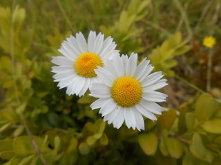 Fototapeta premium flower