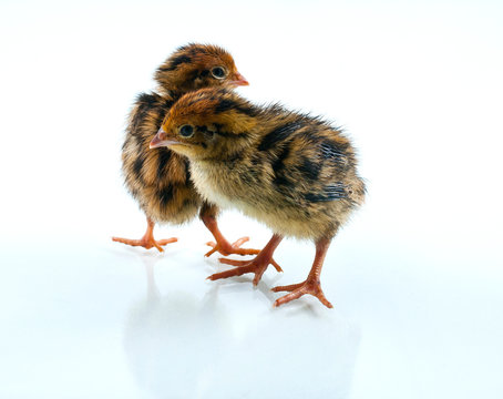 a pair of newborn quails
