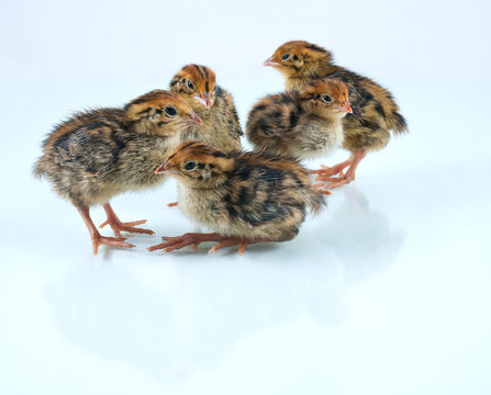 group of newborn quails