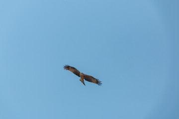 Fliegender Raubvogel Bussard