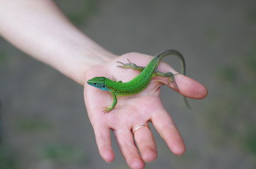 lizard on hand. European green lizard 