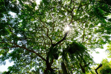 Fototapeta premium Silhouette from under big tree with many branches and fresh green leaves on sunny day