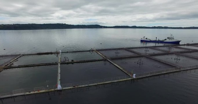 Aerial view of wellboat during harvesting of salmon in captivity, in the waters of the Chiloe archipelago