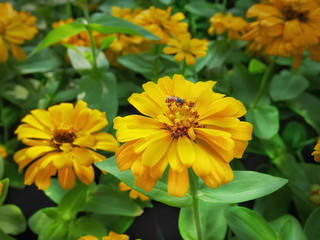 Close-up Yellow Marigold Flower and Bee with Selective Focus