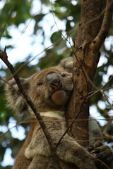 Koala a wonderful animal photographed in southern australia in natural environment