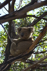 Koala a wonderful animal photographed in southern australia in natural environment