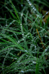 Gotas de agua en la hierba