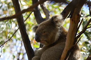 Koala a wonderful animal photographed in southern australia in natural environment