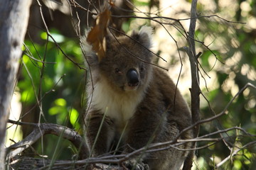 Koala a wonderful animal photographed in southern australia in natural environment