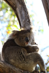 Koala a wonderful animal photographed in southern australia in natural environment