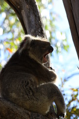 Koala a wonderful animal photographed in southern australia in natural environment