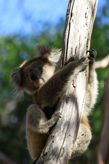 Koala a wonderful animal photographed in southern australia in natural environment