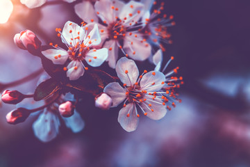 Gentle cherry blossom
