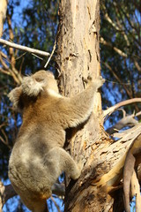 Koala a wonderful animal photographed in southern australia in natural environment