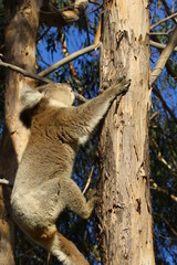 Koala a wonderful animal photographed in southern australia in natural environment