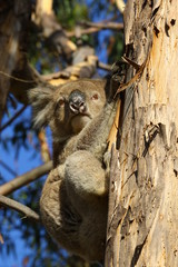 Koala a wonderful animal photographed in southern australia in natural environment