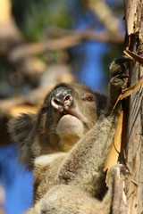 Koala a wonderful animal photographed in southern australia in natural environment