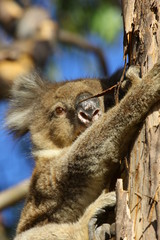 Koala a wonderful animal photographed in southern australia in natural environment