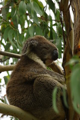 Koala a wonderful animal photographed in southern australia in natural environment