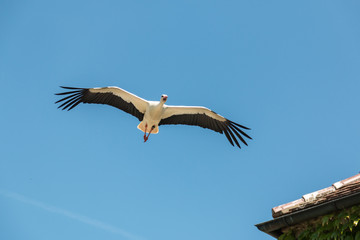 Storch auf dem dach