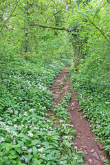 Path through a wood in spring