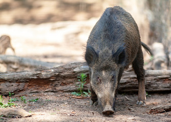 Sanglier dans la forêt de face