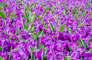 Beautiful spring flower crocus in various colors, purple, yellow, white and violet growth in garden...