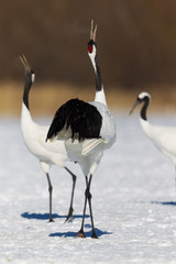 Red-crowned crane bird dancing on snow and flying in Kushiro, Hokkaido island, Japan in winter season © A. Zeitler