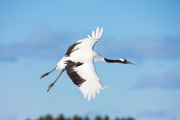 Red-crowned crane bird dancing on snow and flying in Kushiro, Hokkaido island, Japan in winter season