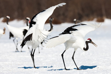 Red-crowned crane bird dancing on snow and flying in Kushiro, Hokkaido island, Japan in winter...