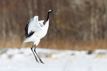 Red-crowned crane bird dancing on snow and flying in Kushiro, Hokkaido island, Japan in winter season