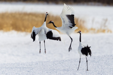 Red-crowned crane bird dancing on snow and flying in Kushiro, Hokkaido island, Japan in winter...