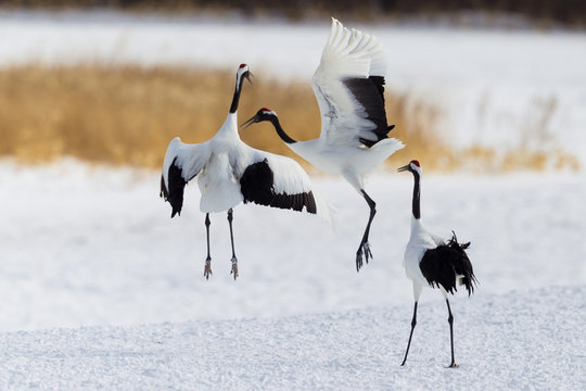 Red-crowned crane bird dancing on snow and flying in Kushiro, Hokkaido island, Japan in winter season