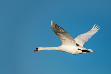 Swan in flight.