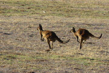 Obraz premium kangaroo and wallaby are fantastic animals in australia photographed on kangaroo island in natural environment