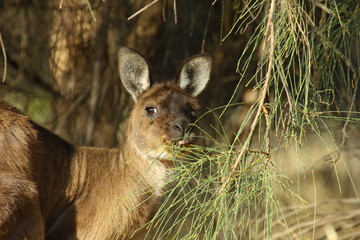 kangaroo and wallaby are fantastic animals in australia photographed on kangaroo island in natural environment