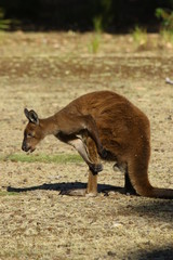 kangaroo and wallaby are fantastic animals in australia photographed on kangaroo island in natural environment