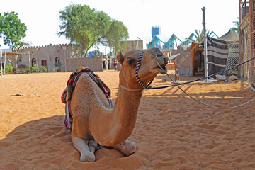 A Camel sitting on sand in shadow of beduin camp