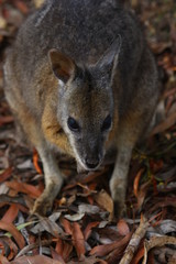 kangaroo and wallaby are fantastic animals in australia photographed on kangaroo island in natural environment