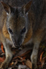 Naklejka na ściany i meble kangaroo and wallaby are fantastic animals in australia photographed on kangaroo island in natural environment
